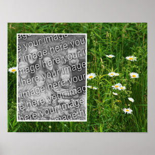 Lägg till foto i daisy Flowers i Fält Poster