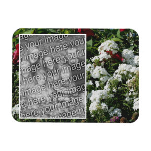 Lägg till foto i vit Phlox-Blomsterträdgård Magnet