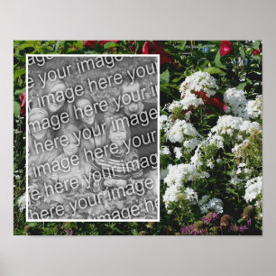 Lägg till foto i vit Phlox-Blomsterträdgård Poster