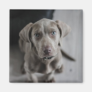 Lägg till hund eller kattens foto i den här person magnet