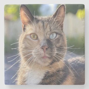 Lägg till kattfoto anpassa stenunderlägg