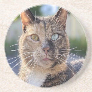 Lägg till kattfoto anpassa underlägg