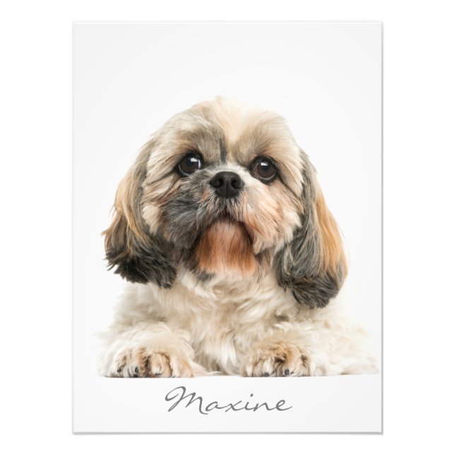 Lägg till Personligen Pet Porträtt Shih Tzu Hund Fototryck (Framsidan)