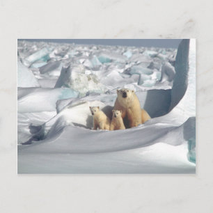 Lägg till SLOGAN i Spara Arktis Polar Bears Planet Vykort