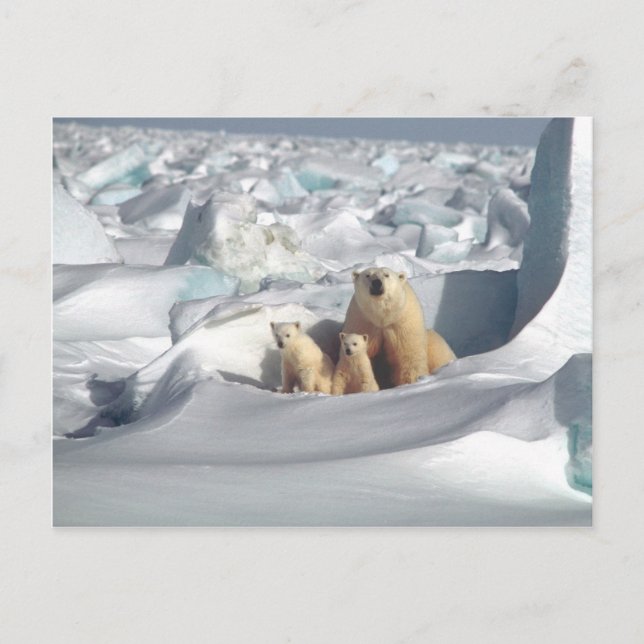 Lägg till SLOGAN i Spara Arktis Polar Bears Planet Vykort (Framsida)