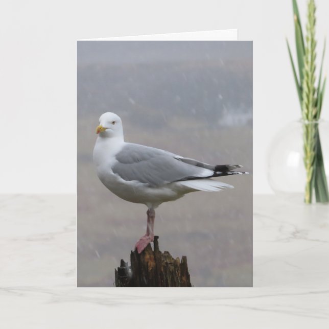 Lägg till textkort för Fiskmås Hälsning Kort (Framsida)