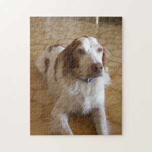 lägga för brittany spaniel pussel