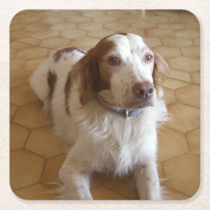 lägga för brittany spaniel underlägg papper kvadrat