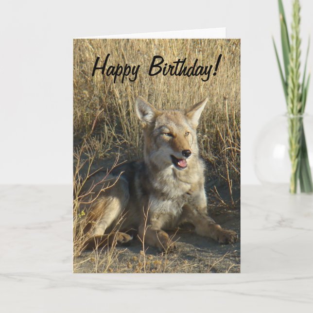 Lägga för prärievarg R18 Kort (Framsida)