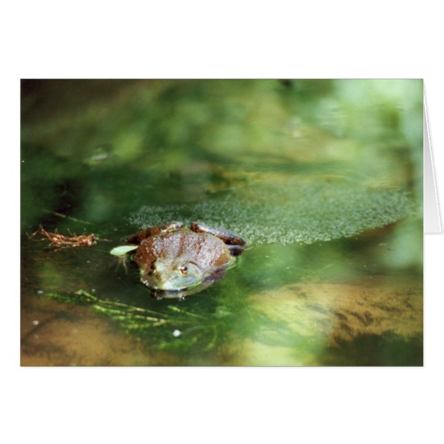 Läggägg av honkön hälsningskort (Framsidan Horizontal)