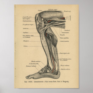 Lägger benen på ryggen det tyska anatomitrycket poster