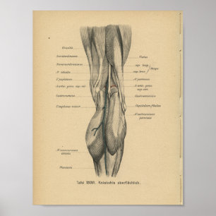 Lägger benen på ryggen det tyska anatomitrycket poster