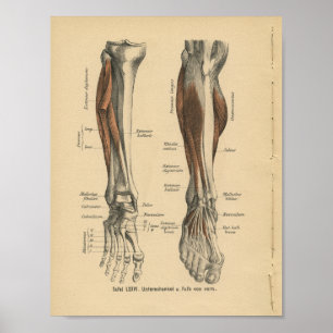 Lägger benen på ryggen det tyska anatomitrycket poster