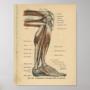 Lägger benen på ryggen det tyska anatomitrycket poster