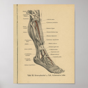 Lägger benen på ryggen det tyska anatomitrycket poster