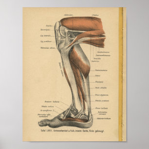 Lägger benen på ryggen det tyska anatomitrycket poster