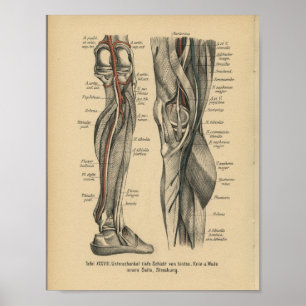 Lägger benen på ryggen det tyska anatomitrycket poster