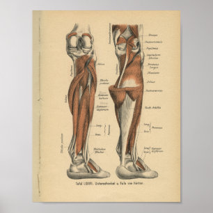 Lägger benen på ryggen det tyska anatomitrycket poster