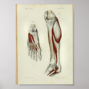 Lägger benen på ryggen muskler 1844 för poster