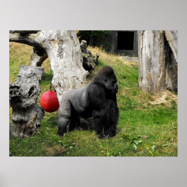 Lågland Gorilla silback-handjur av Durrell Zoo Poster (Framsidan)