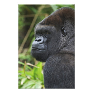 Låglänta västlig gorilla, gorilla i fångenskap fototryck