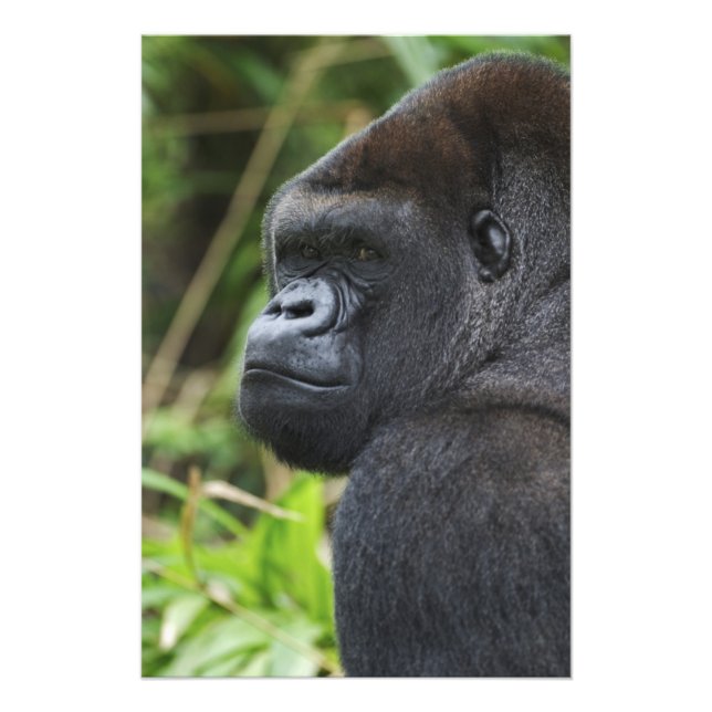 Låglänta västlig gorilla, gorilla i fångenskap fototryck (Framsidan)