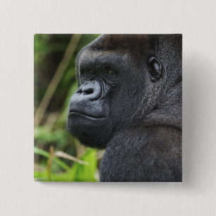 Låglänta västlig gorilla, gorilla i fångenskap knapp