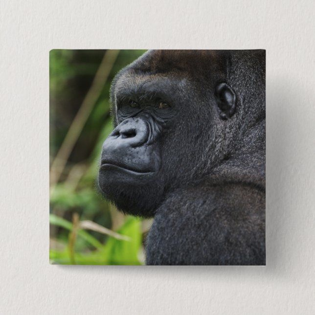 Låglänta västlig gorilla, gorilla i fångenskap knapp (Framsida)