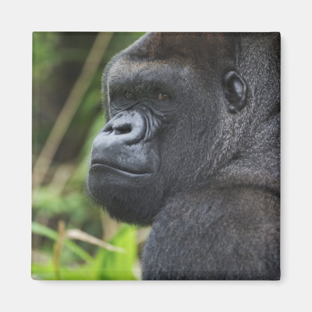 Låglänta västlig gorilla, gorilla i fångenskap magnet (Framsidan)