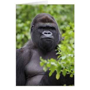 Låglänta västlig gorilla med silverrygg, Gorilla g Hälsningskort