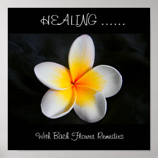 Lagning med bockblomstermedel poster
