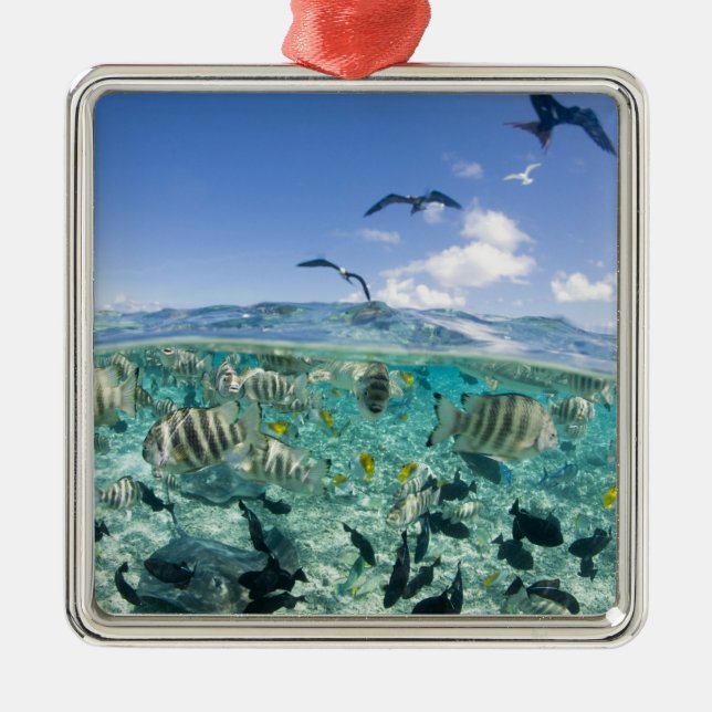 Lagoon safari resa med stingrockor julgransprydnad metall (Framsidan)