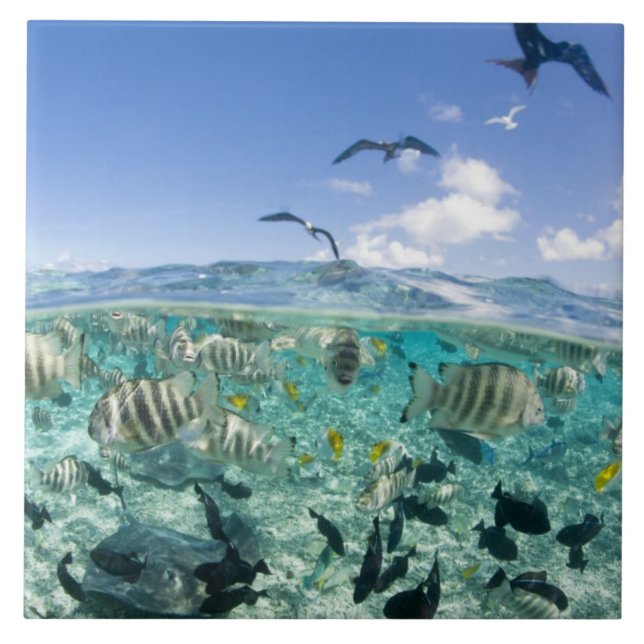 Lagoon safari resa med stingrockor kakelplatta (Framsidan)