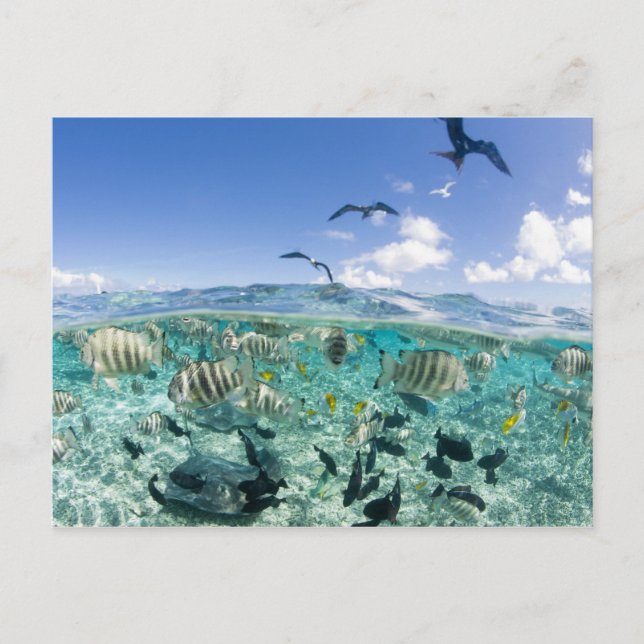 Lagoon safari resa med stingrockor vykort (Framsida)