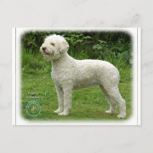 Lagotto Romagnolo 9M048D-03 Vykort (Framsida)