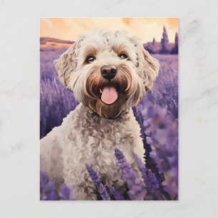 Lagotto Romagnolo i Lavender fält Vykort