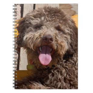 Lagotto Romagnolo liggande på en träbänk Anteckningsbok Med Spiral