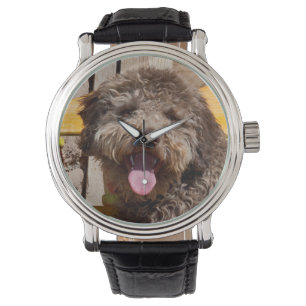 Lagotto Romagnolo som ligger på en träbänk Armbandsur