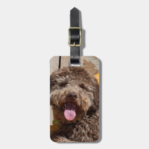 Lagotto Romagnolo som ligger på en träbänk Bagagebricka