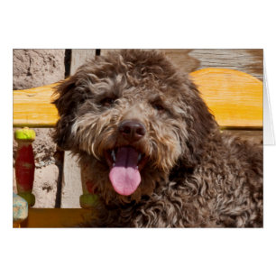 Lagotto Romagnolo som ligger på en träbänk Hälsningskort