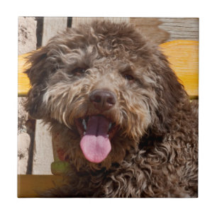Lagotto Romagnolo som ligger på en träbänk Kakelplatta
