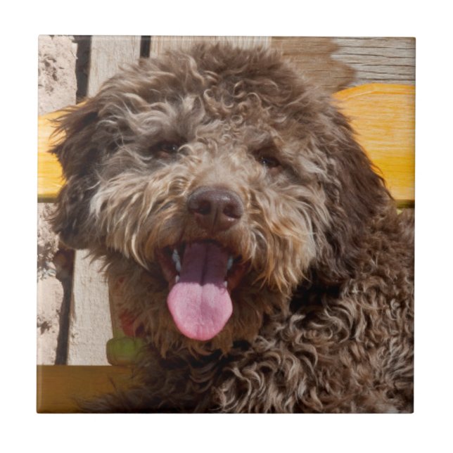 Lagotto Romagnolo som ligger på en träbänk Kakelplatta (Framsidan)