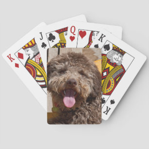 Lagotto Romagnolo som ligger på en träbänk Kortlek