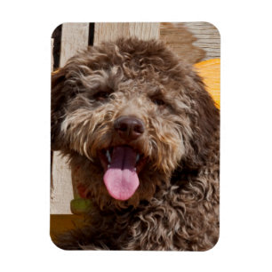 Lagotto Romagnolo som ligger på en träbänk Magnet