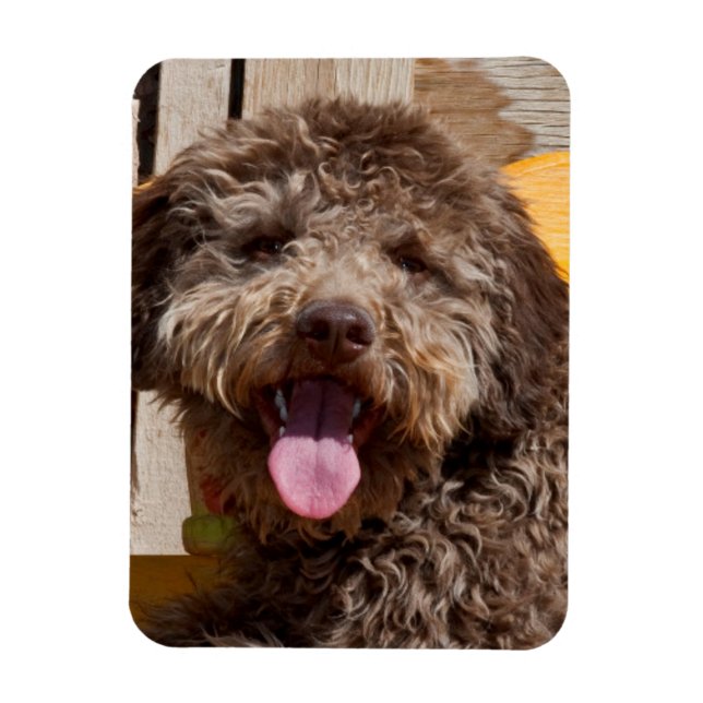 Lagotto Romagnolo som ligger på en träbänk Magnet (Vertikal)