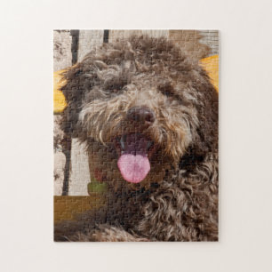 Lagotto Romagnolo som ligger på en träbänk Pussel