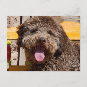 Lagotto Romagnolo som ligger på en träbänk Vykort