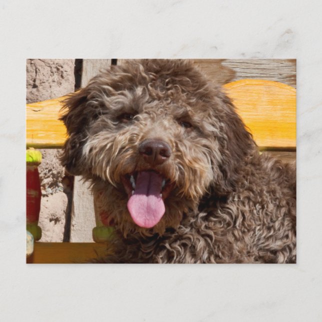 Lagotto Romagnolo som ligger på en träbänk Vykort (Framsida)