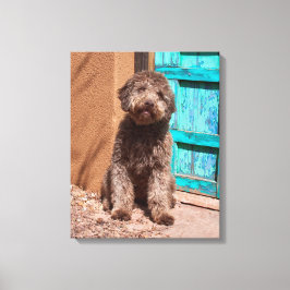 Lagotto Romagnolo som väntar vid en blå dörr Canvastryck