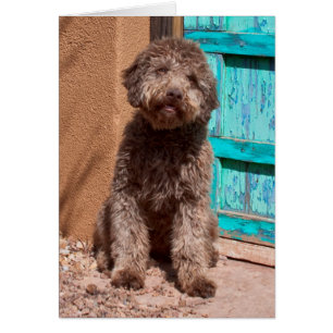 Lagotto Romagnolo som väntar vid en blå dörr Hälsningskort